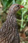 Francolin écaillé