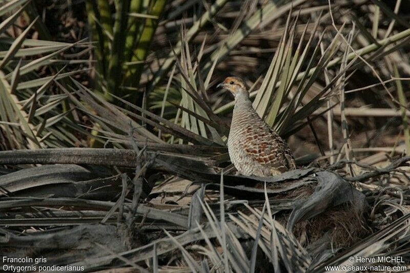 Francolin grisadulte