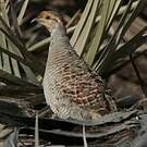 Francolin gris