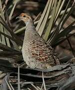 Grey Francolin