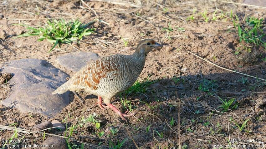 Grey Francolin