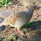 Francolin gris