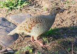 Francolin gris