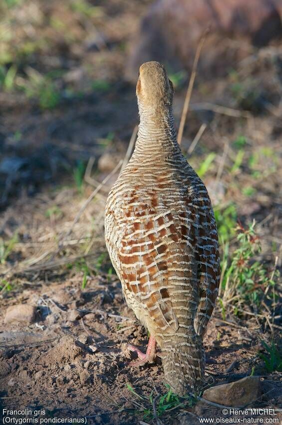 Francolin gris