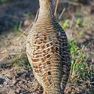 Francolin gris