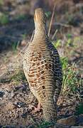 Grey Francolin