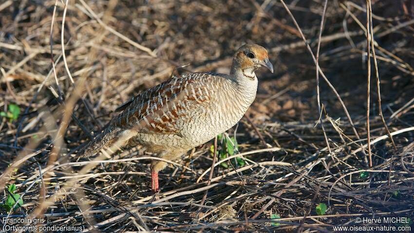 Francolin gris