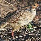 Francolin gris