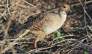 Grey Francolin