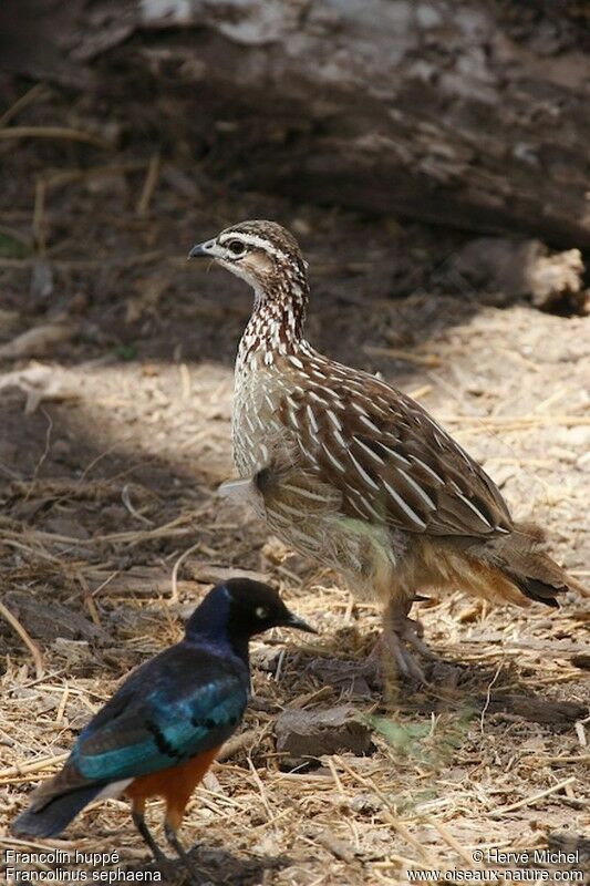 Francolin huppéadulte