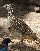 Crested Francolin