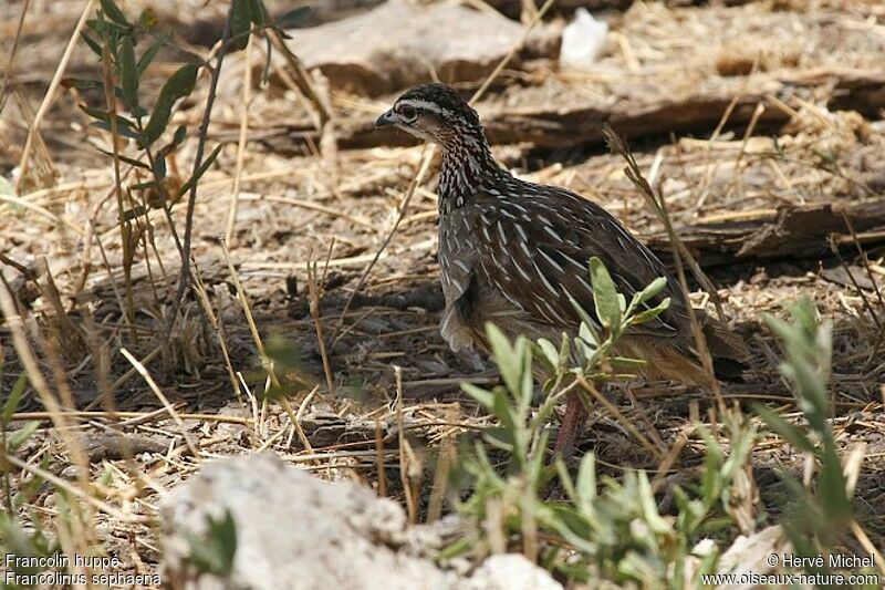 Francolin huppéadulte