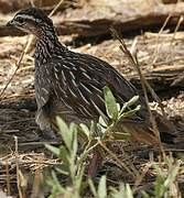 Francolin huppé