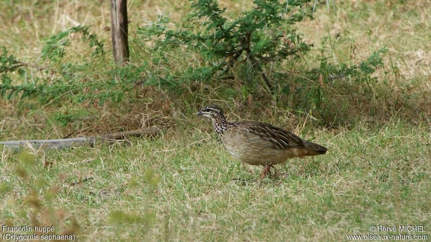 Crested Francolin