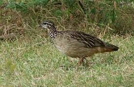 Crested Francolin