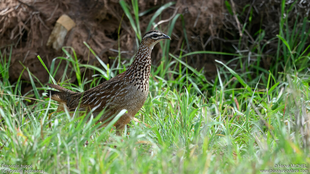 Francolin huppé