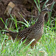 Francolin huppé