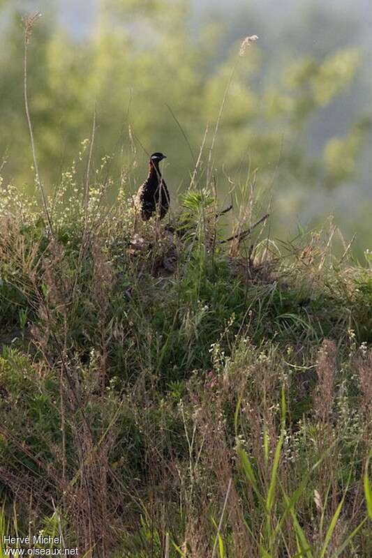 Black Francolin male adult breeding, habitat, Behaviour