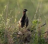 Black Francolin