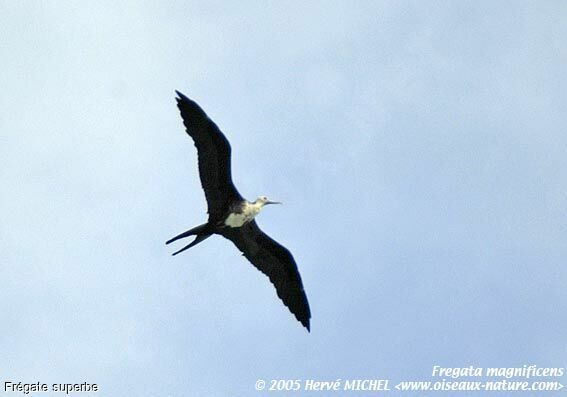 Magnificent Frigatebird