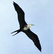 Magnificent Frigatebird