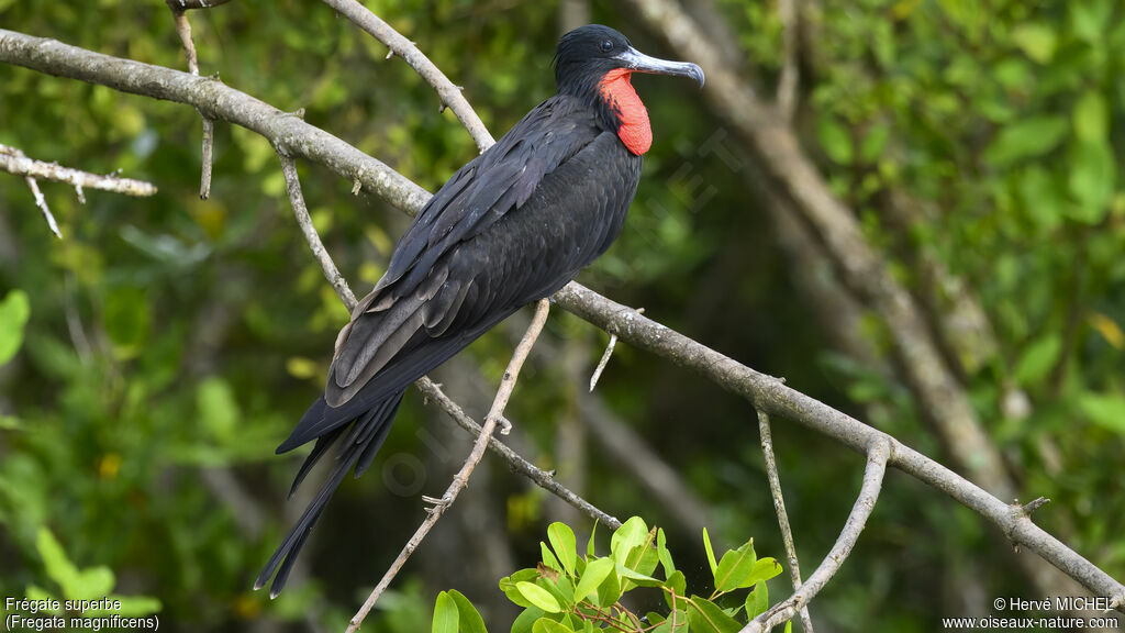 Magnificent Frigatebird male adult breeding