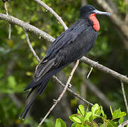 Magnificent Frigatebird