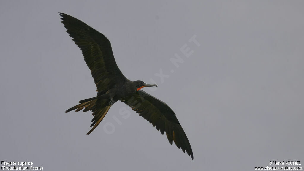 Magnificent Frigatebird male adult breeding