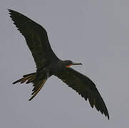 Magnificent Frigatebird