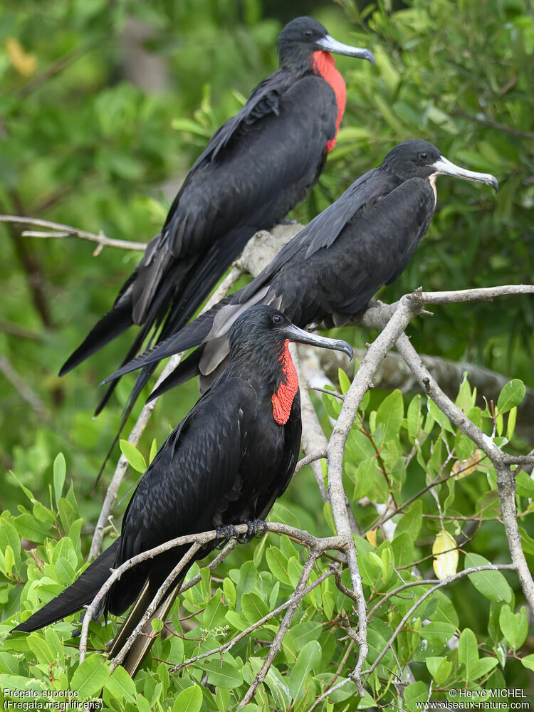 Magnificent Frigatebird