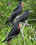 Magnificent Frigatebird