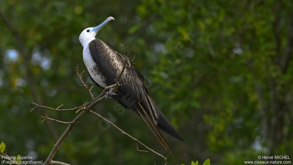 Magnificent Frigatebird