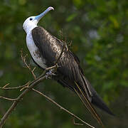 Magnificent Frigatebird