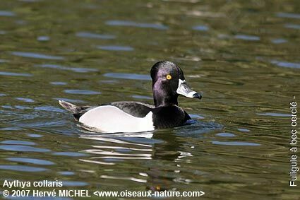 Fuligule à bec cerclé mâle adulte nuptial