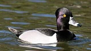 Ring-necked Duck