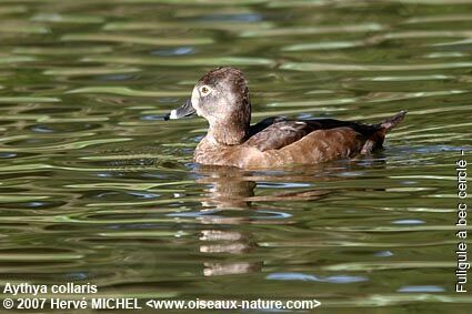 Fuligule à bec cerclé femelle adulte internuptial