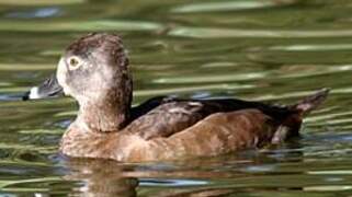 Ring-necked Duck