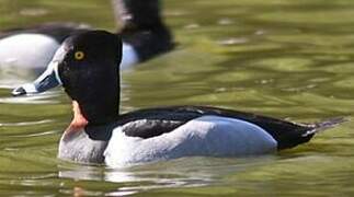 Ring-necked Duck