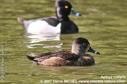 Fuligule à bec cerclé femelle adulte nuptial