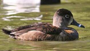 Ring-necked Duck