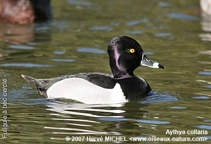 Ring-necked Duck male adult breeding