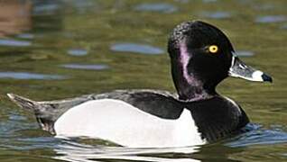 Ring-necked Duck