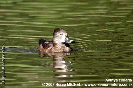 Ring-necked Duck female adult breeding