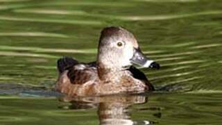 Ring-necked Duck