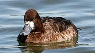 Lesser Scaup