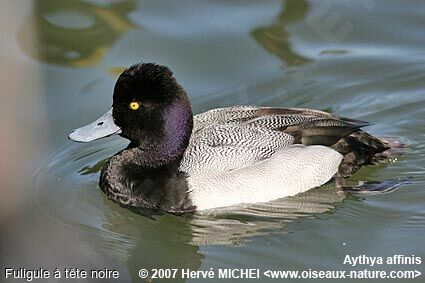 Fuligule à tête noire mâle adulte nuptial