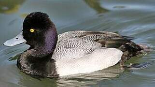 Lesser Scaup