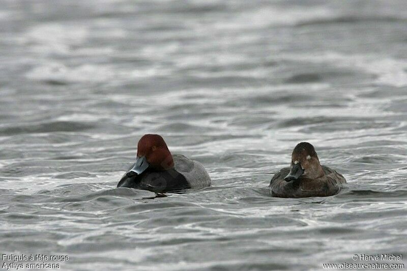 Redhead adult breeding