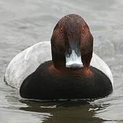 Common Pochard