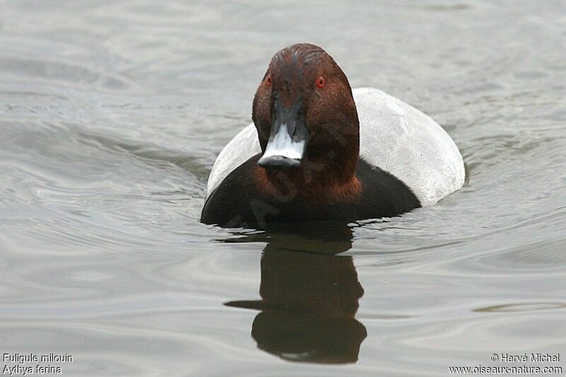 Common Pochard male adult